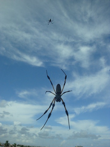 Hanging out my office’s window&nbsp;…