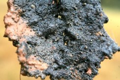 _{1329092f-ffe3-14b9-ed45-bb792aa3b44d}