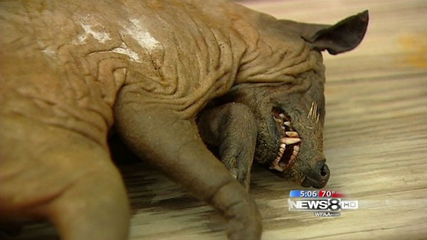 Positive ID for strange creature in Wise&nbsp;County