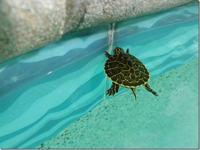 Freshwater Turtle