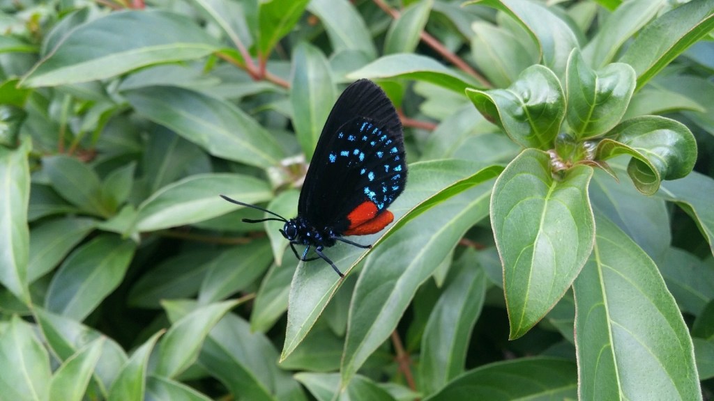 Poka Dot Wasp&nbsp;Moth