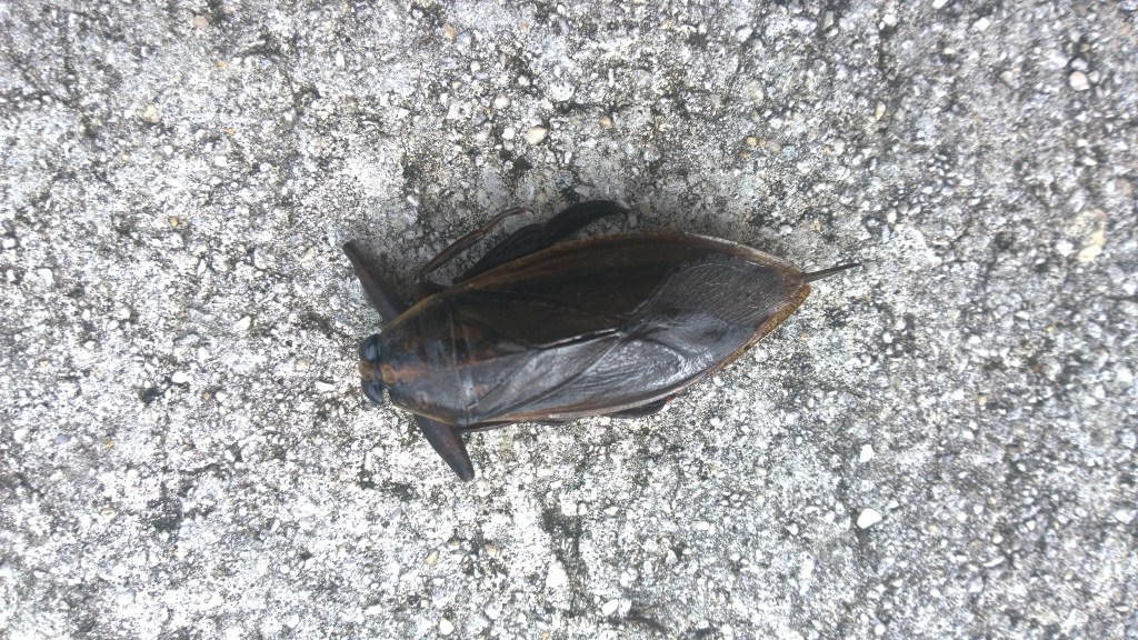 WP_20150919_10_32_43_Pro