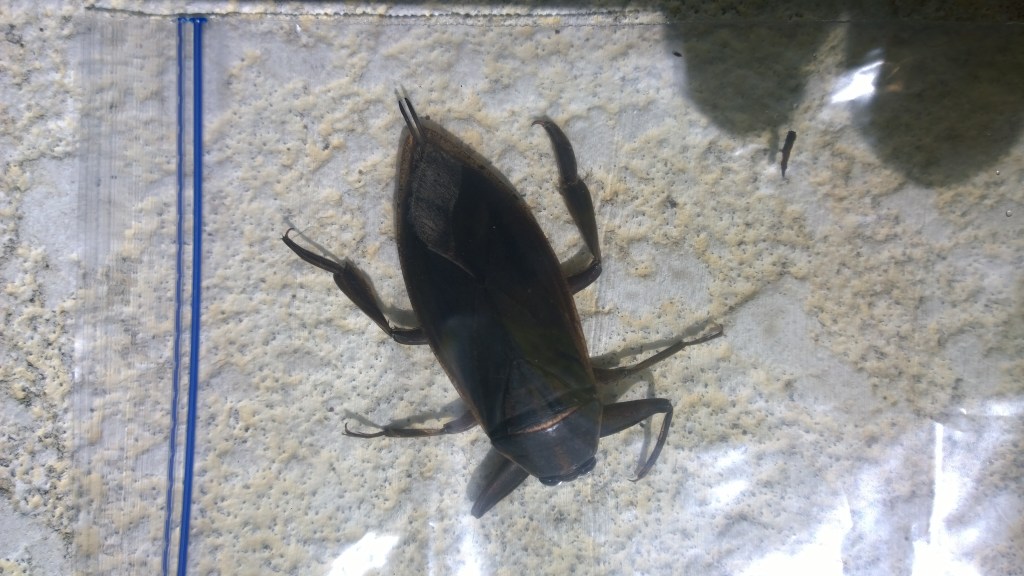 The mammoth Giant Water Bug (Lethocerus&nbsp;americanus)